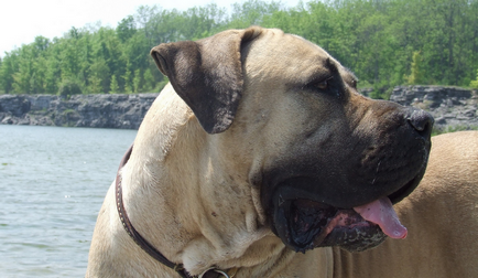 Boerboel din Africa de Sud (Boer Mastiff) fotografie și preț pentru câini