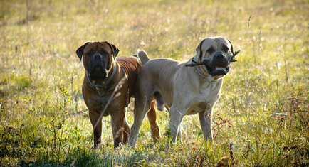 Boerboel din Africa de Sud (Boer Mastiff) fotografie și preț pentru câini