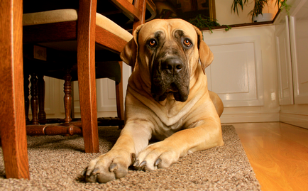 Boerboel din Africa de Sud (Boer Mastiff) fotografie și preț pentru câini