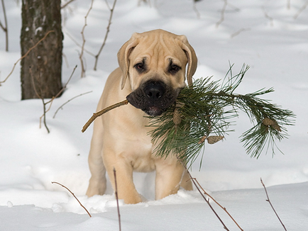 Boerboel din Africa de Sud (Boer Mastiff) fotografie și preț pentru câini