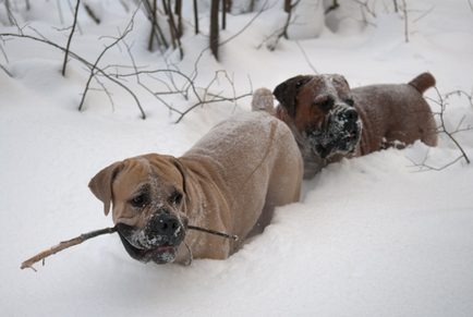 Boerboel din Africa de Sud (Boer Mastiff) fotografie și preț pentru câini