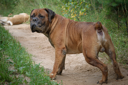 Boerboel din Africa de Sud (Boer Mastiff) fotografie și preț pentru câini