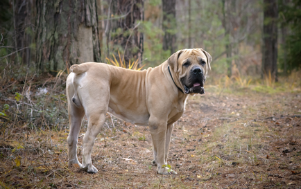 Boerboel din Africa de Sud (Boer Mastiff) fotografie și preț pentru câini