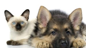 Захворювання печінки у собак і кішок