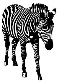 De ce dungi zebra