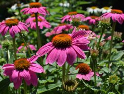 Betakarítás Echinacea amikor hajtásait, virágok