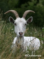 Запуск кози - Селяночка - портал для фермерів, сільське господарство, тваринництво, птахівництво,
