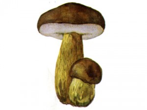 Жовчний гриб опис і як відрізнити