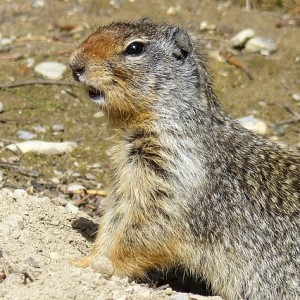 Animale din regiunea Baikal, kultuchanin, versiune mobilă