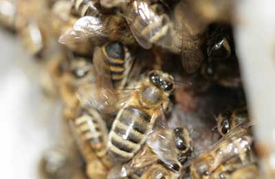 Журнал «бджільництво» - ящик для струшування бджіл