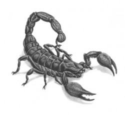 Semnificația unui tatuaj cu un scorpion