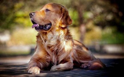 Golden Retriever fotografie, preț și caracteristici - lumea animală