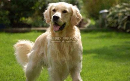 Golden Retriever fotografie, preț și caracteristici - lumea animală