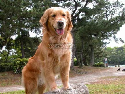 Golden Retriever fotografie, preț și caracteristici - lumea animală