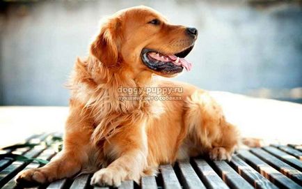 Golden Retriever fotografie, preț și caracteristici - lumea animală