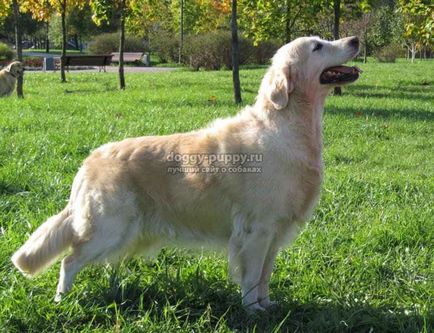 Golden Retriever fotografie, preț și caracteristici - lumea animală