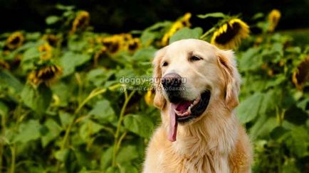 Golden Retriever fotografie, preț și caracteristici - lumea animală