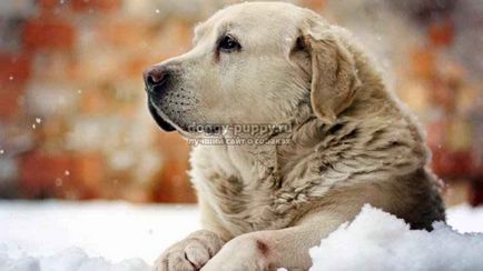 Golden Retriever fotografie, preț și caracteristici - lumea animală