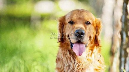 Golden Retriever fotografie, preț și caracteristici - lumea animală