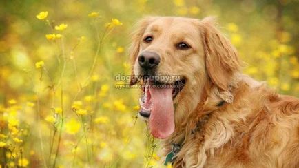 Golden Retriever fotografie, preț și caracteristici - lumea animală