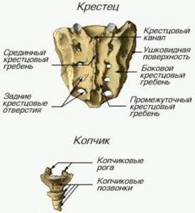 Zona structurii anatomice sacru și interacțiunea articulațiilor