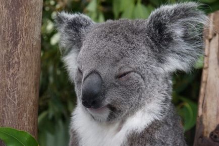 10 Interesante despre koalas