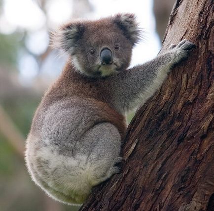 10 Interesante despre koalas