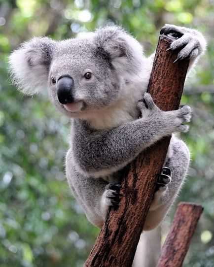 10 Interesante despre koalas