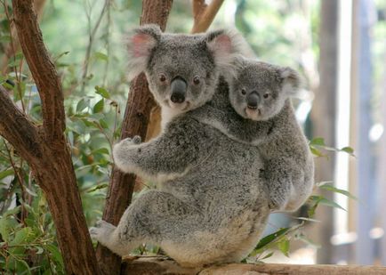 10 Interesante despre koalas