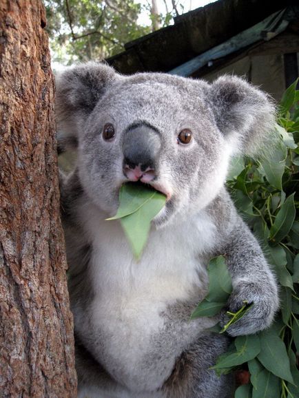 10 Interesante despre koalas