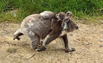 10 Interesante despre koalas