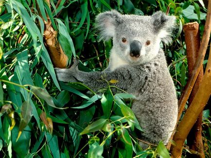 10 Interesante despre koalas