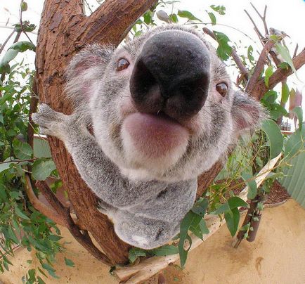 10 Interesante despre koalas