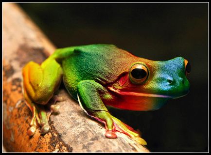 10 Самих дивних жаб в світі