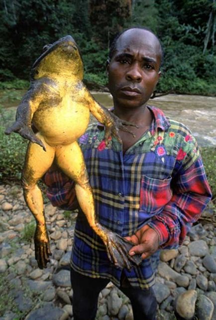 10 Самих дивних жаб в світі