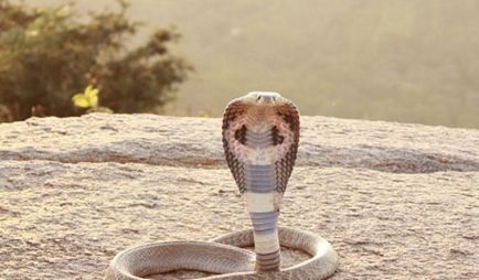 25 fotografii stralucitoare ale celor mai periculoase șerpi din lume