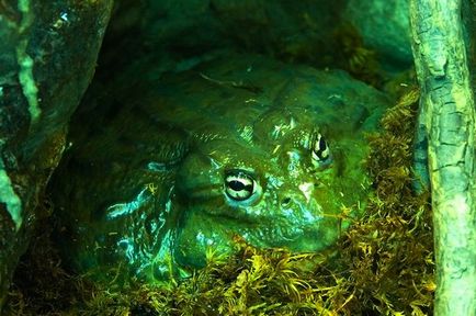 Африканська жаба-бик (pyxicephalus adspersus)