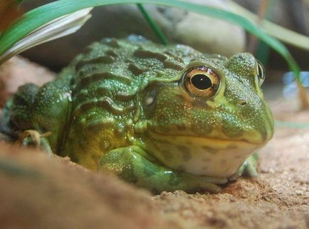 Broască țestoasă africană (pyxicephalus adspersus)