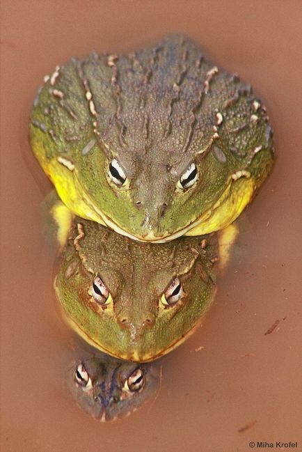 Африканська жаба-бик (pyxicephalus adspersus)