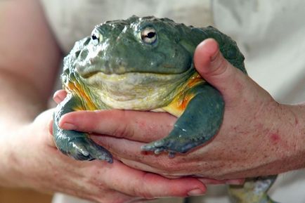 Африканська жаба-бик (pyxicephalus adspersus)