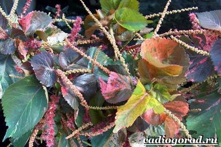 Floarea Akalifa