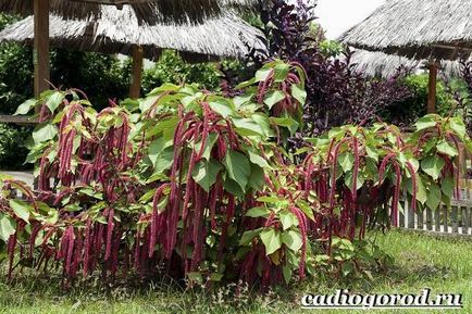 Acalypha virág