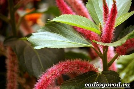 Acalypha virág