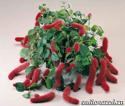 Acalypha virág