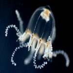 Actinia, sunt anemone marine, specii și o descriere a acestora