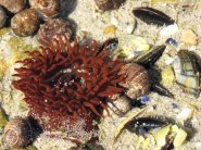 Actinia, sunt anemone marine, specii și o descriere a acestora