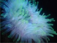 Actinia, sunt anemone marine, specii și o descriere a acestora