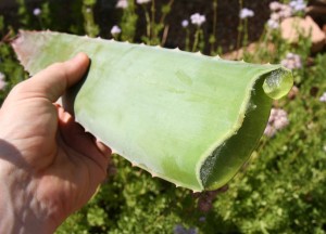 Aloe Proprietăți benefice (Aloe) Aloe Proprietăți benefice