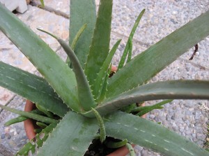 Aloe beneficii (imunitate) Aloe Proprietăți benefice