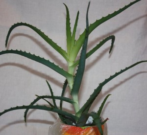 Aloe beneficii (cefalee) Aloe Proprietăți benefice